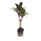 Cordyline 'Purple Compacta', mini-palm voor terrarium, groene bladeren