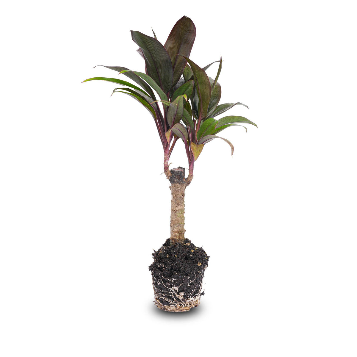 Cordyline 'Purple Compacta', mini-palm voor terrarium, groene bladeren