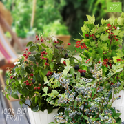 Zomervruchten, BIO fruitplanten mix van 4 soorten