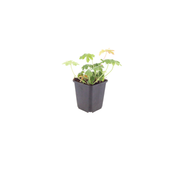 Geranium macr. &