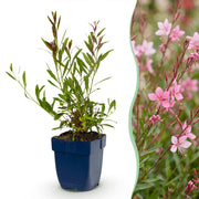 Gaura lindh. Florgauros - Prachtkaars - Bijen- en vlinderlokkers - Roze - 6 Planten