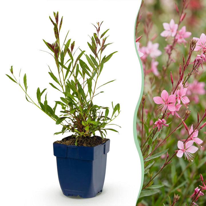 Gaura lindh. Florgauros - Prachtkaars - Bijen- en vlinderlokkers - Roze - 6 Planten