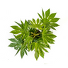 Fatsia Japonica Spider's Web