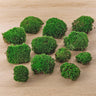 Levend kussenmos, terrarium en kokedama, 12 stuks, 4 zakken