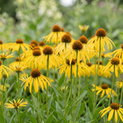 Echinacea paradoxa - Zonnehoed - Geel - 6 Planten