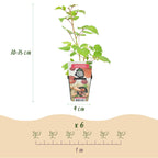 Japanse wijnbes Rubus Phoenicolasius, groene bladeren