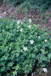 Geranium sang. &
