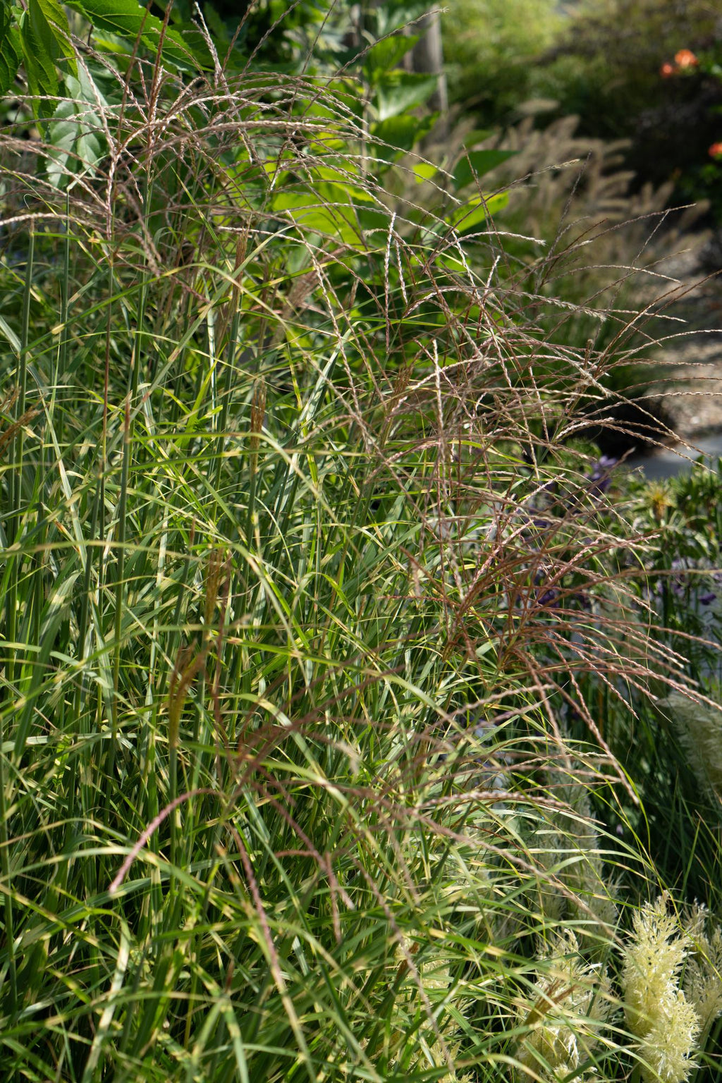 Detailfoto van Miscanthus sinensis Strictus