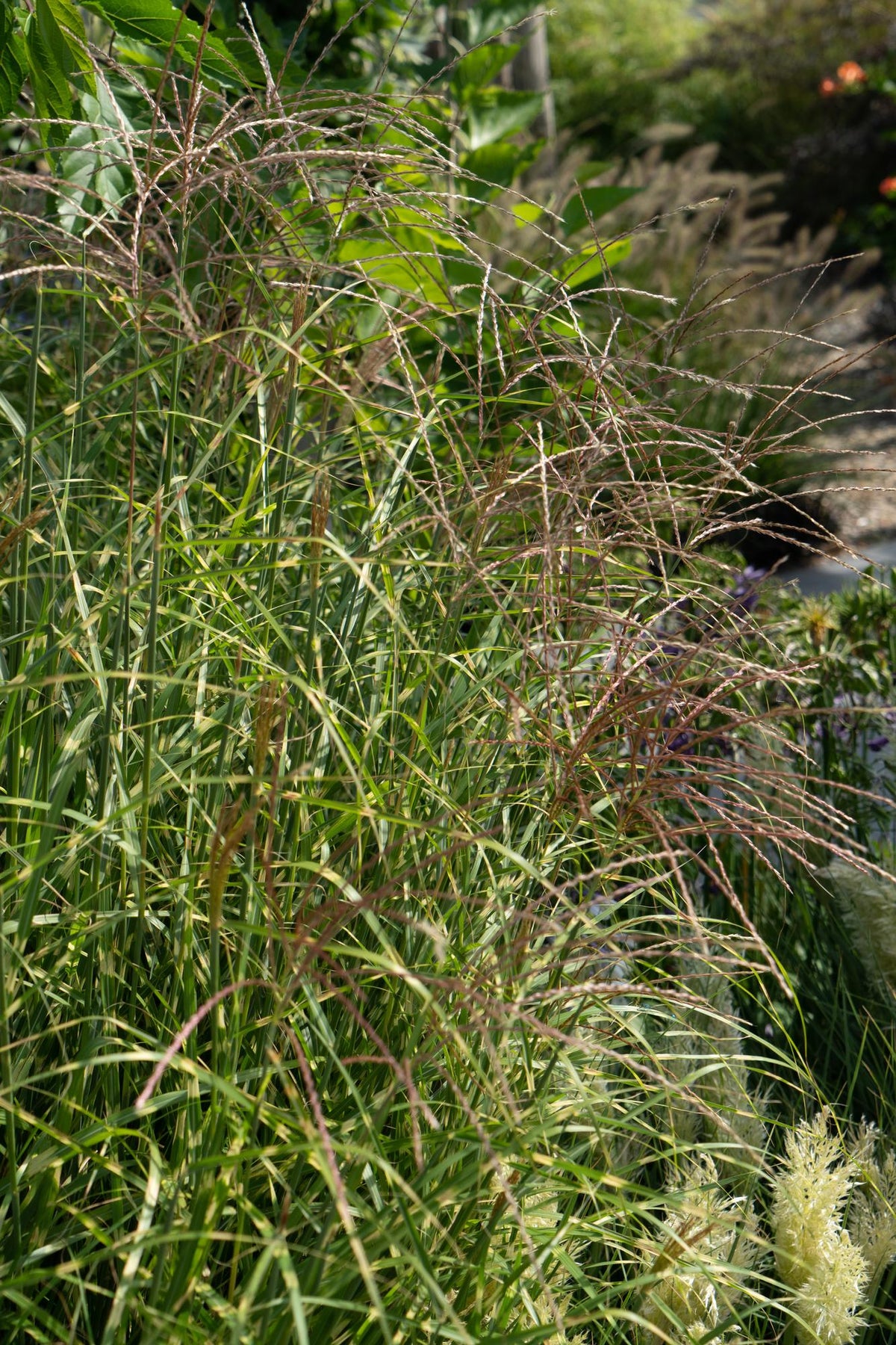 Detailfoto van Miscanthus sinensis Strictus