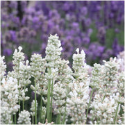 2 x Set van 6 Lavendel angustifolia white