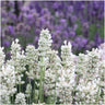 2 x Set van 6 Lavendel angustifolia white