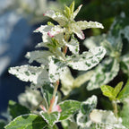 Euonymus fortunei Harlequin, detail van het blad