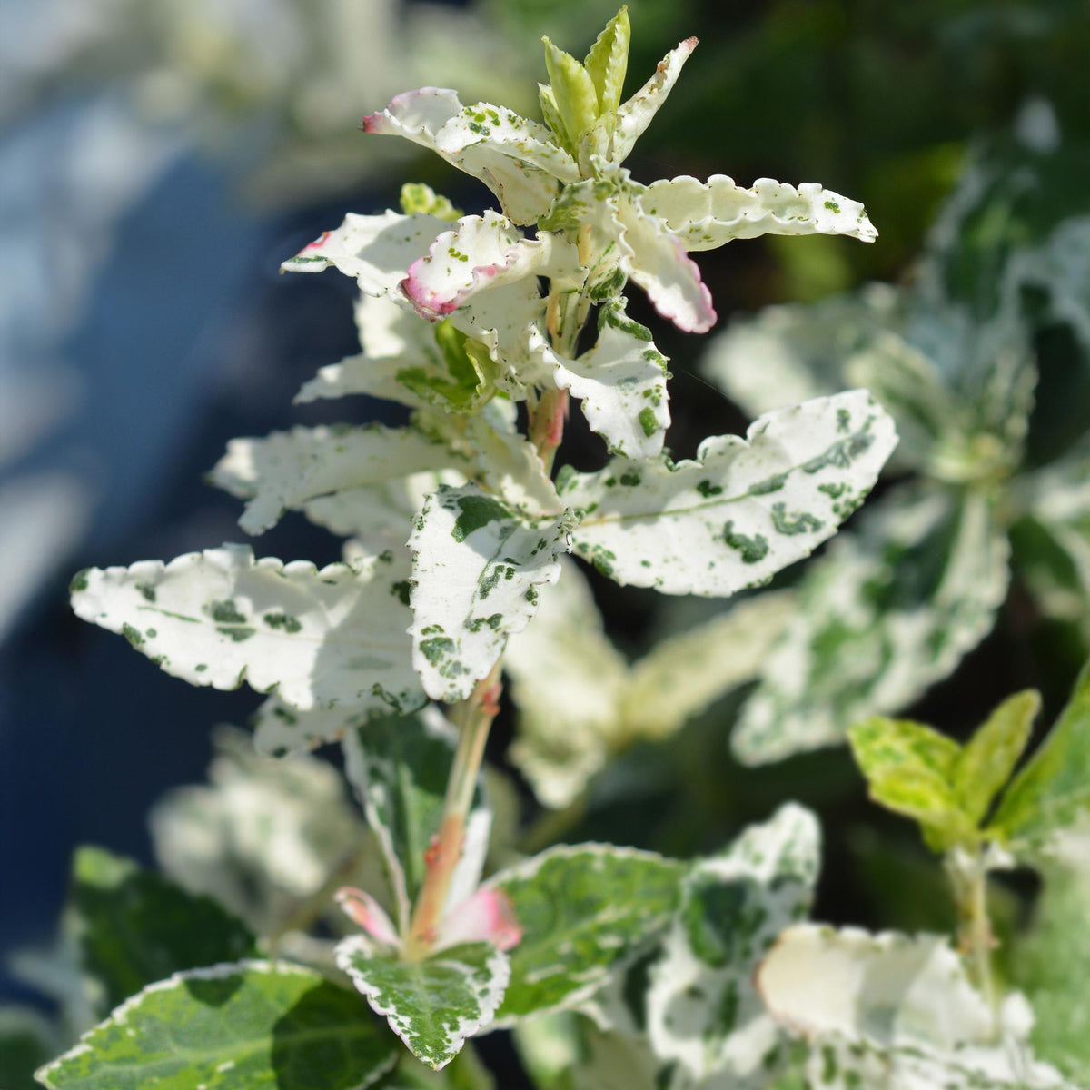 Euonymus fortunei Harlequin, detail van het blad