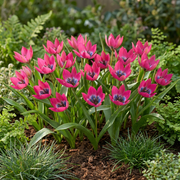 Tulp &