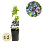Passiflora Damsels Delight, plant in pot