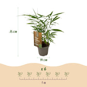 Fargesia scabrida Asian Wonder, 35 cm hoog