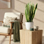 Sansevieria Laurentii, plant in pot