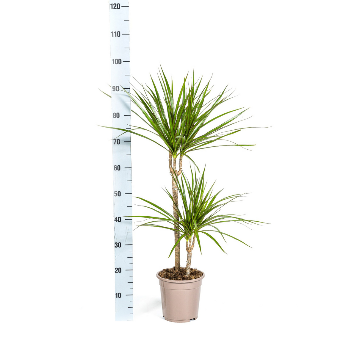 Dracaena Marginata Green, detail van het blad
