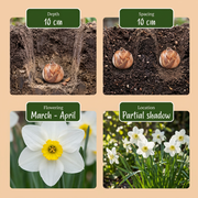 Bloembollen voor de natte tuin, foto 4