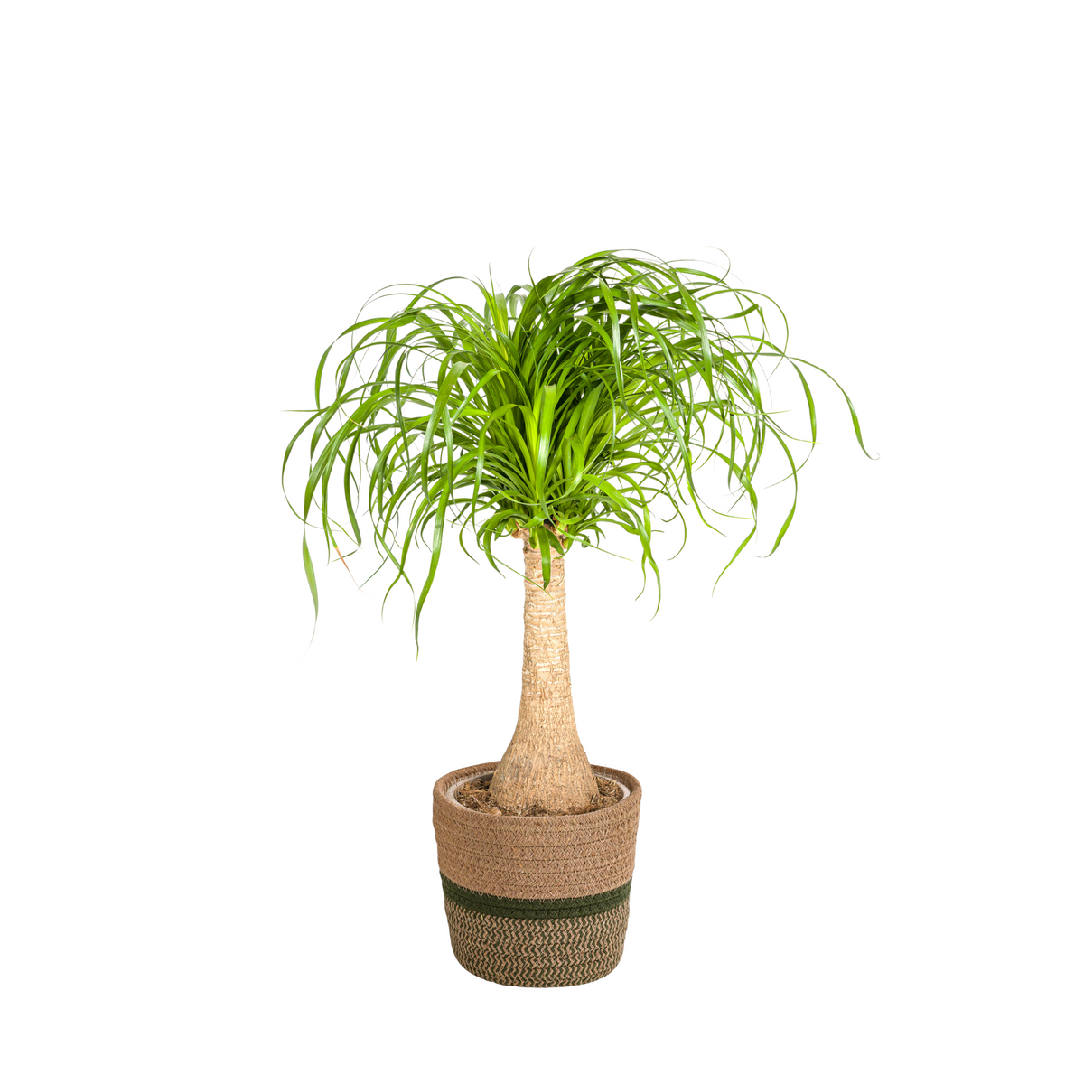 Beaucarnea Recurvata Stam met mand, plant in pot