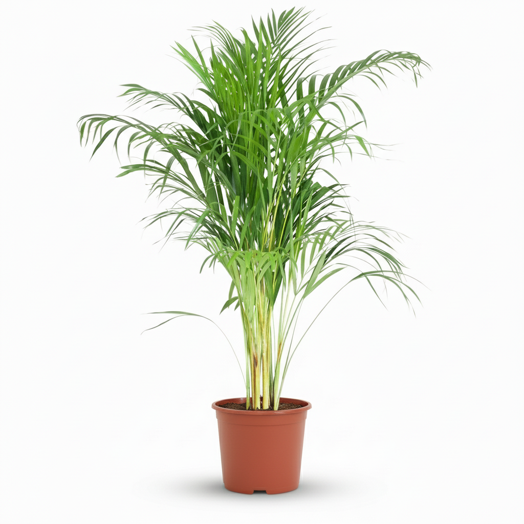 Goudpalm, detail van het blad