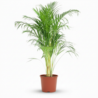 Goudpalm, detail van het blad
