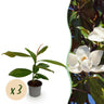 Magnolia grandiflora
