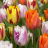 Tulp Flaming Beauty mix bloembollen