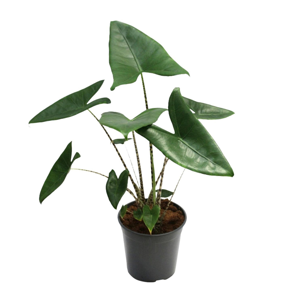 Detailfoto van Alocasia Zebrina