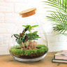 DIY Planten terrarium - Drop XL Palm - Met hark, schep en pincet