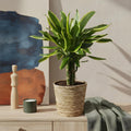 Dracaena fragrans Golden Coast, plant in pot
