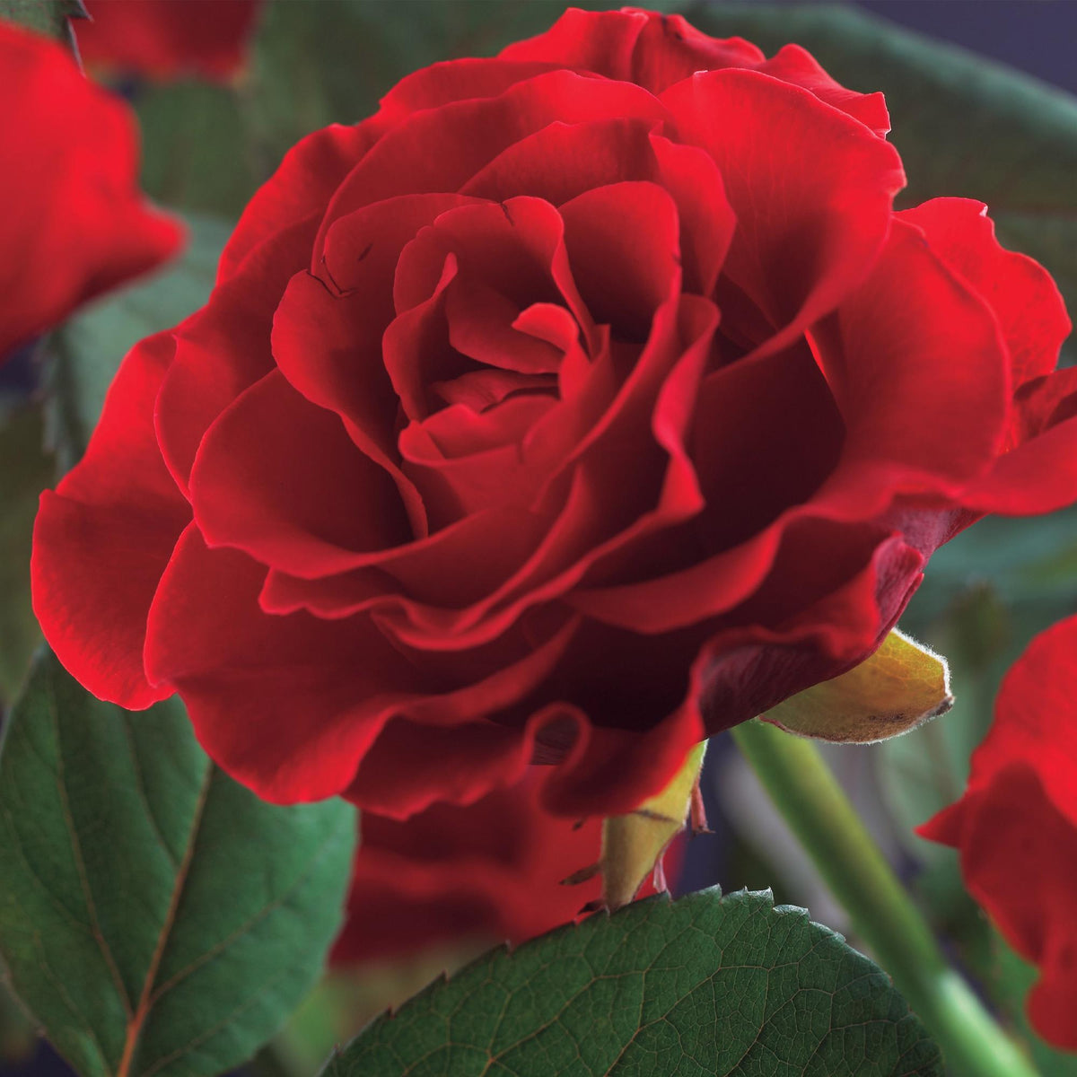 Rosa Paul Scarlet Climber, detail van het blad