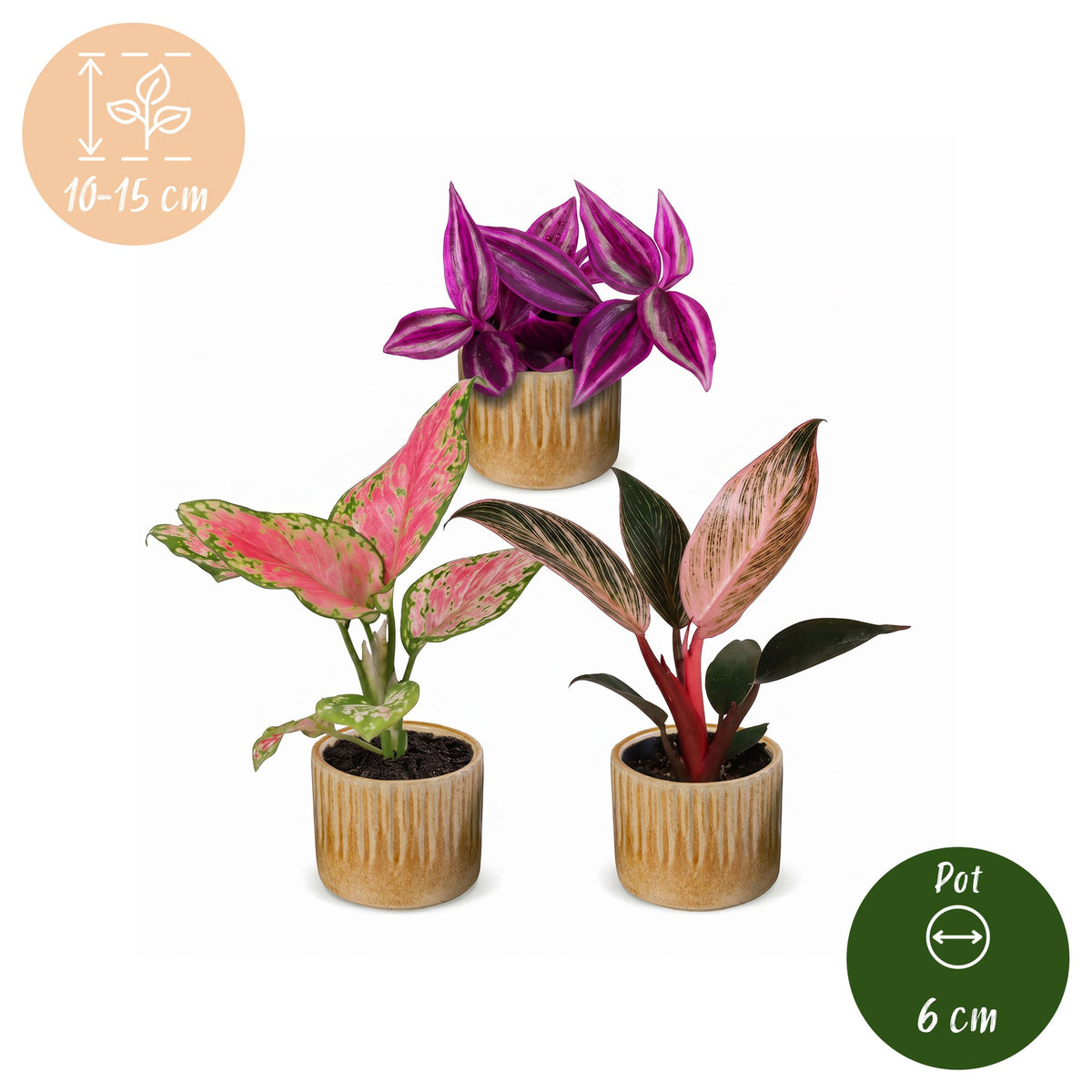 Productafbeelding van Pureplant