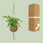 Detailfoto van Kokodama Monstera Minima Hang
