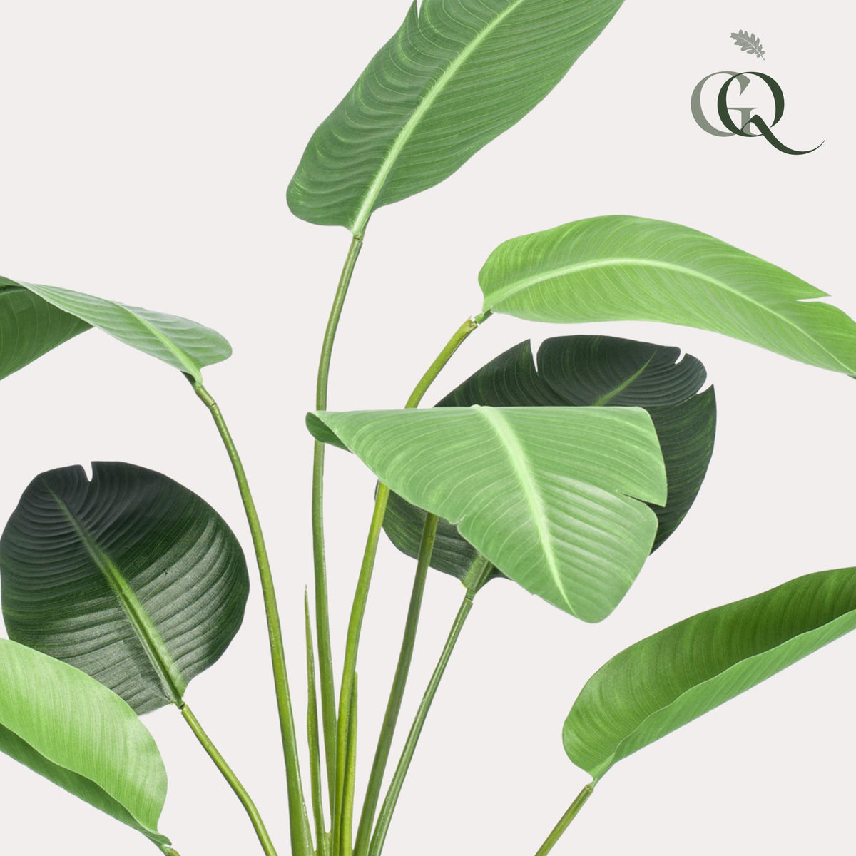 kunstplant - Strelitzia nicolai - Paradijsvogelbloem, detail van het blad