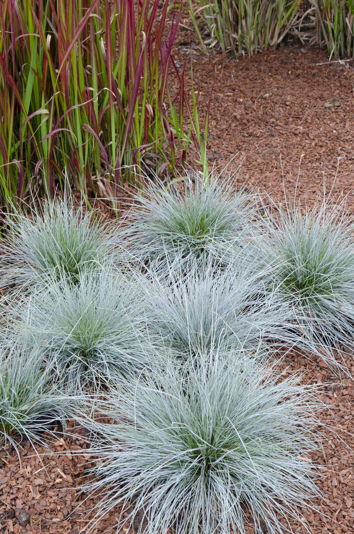 Festuca glauca Azura Blue, plant in pot