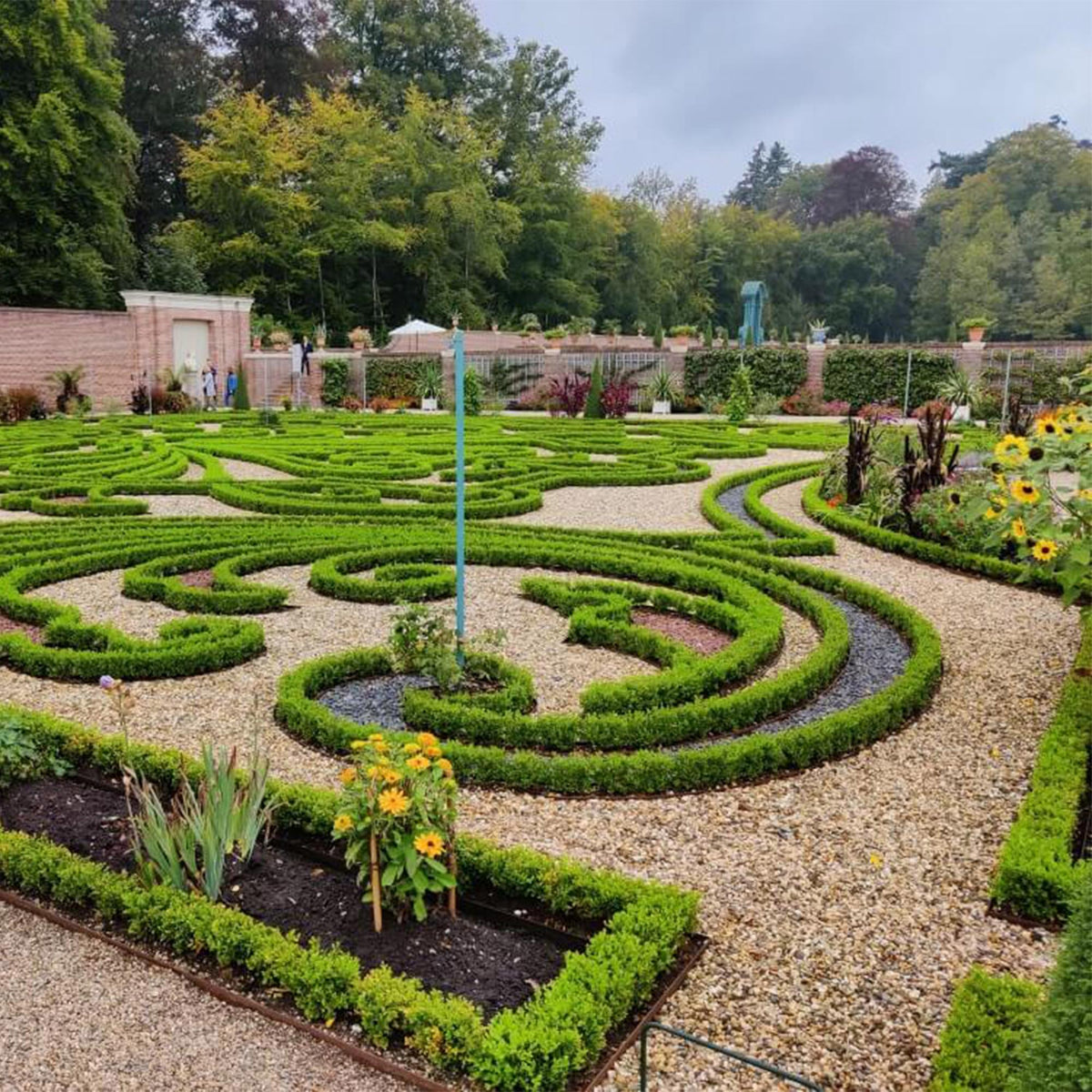 BetterBuxus Babylon Beauty, mot- en schimmelbestendig, gezonde plant voor binnen of in de tuin