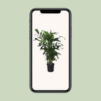 Caryota Mitis, groene bladeren