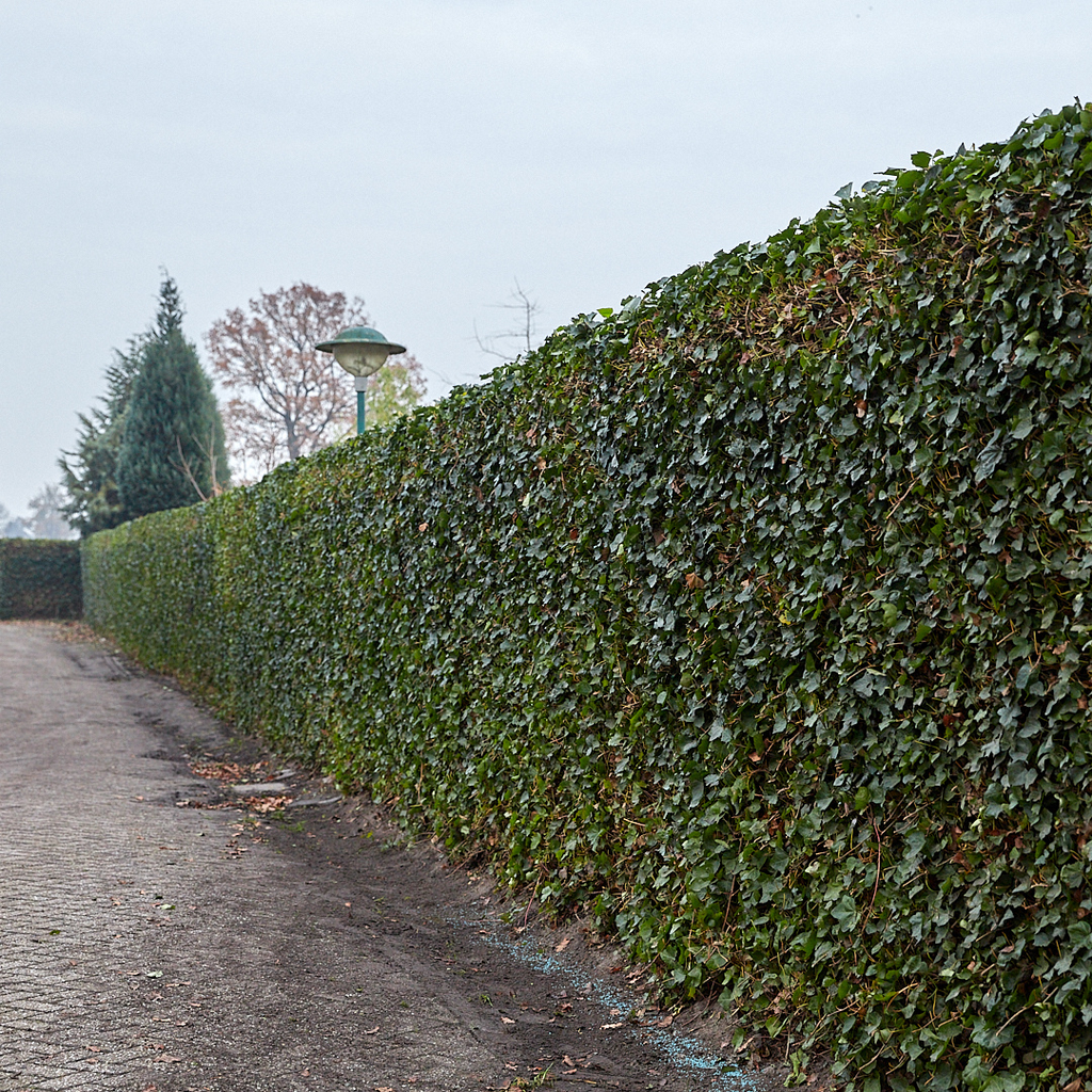 Klimophaag Hedera hibernica kant-en-klaar, B120 x H180 cm, sterke plant