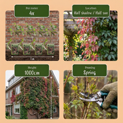 Parthenocissus henryana - Chinese wingerd - set van 2 - Ø9 cm