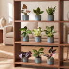 9x Baby Plants Surprise Box - Verrassingsbox kleine planten - Diversen - Tropisch - incl. Linnea Misty Blue - Ø6cm - ↕5-15cm, groene bladeren