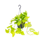 Productfoto van Epipremnum 'Golden Pothos', geelgroen gemarmerd blad, 25 cm