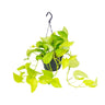 Epipremnum Golden Pothos - Scindapsus