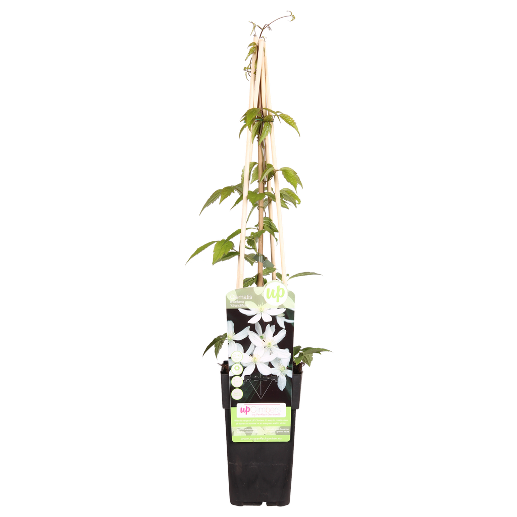 Productfoto van Clematis Montana 'Grandiflora'