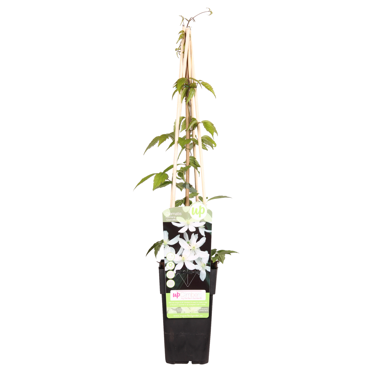 Productfoto van Clematis Montana 'Grandiflora'