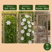 Clematis &