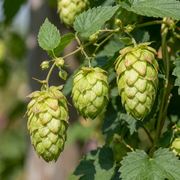 Humulus lupulus &
