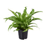 Asplenium Antiquum