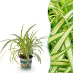 Chlorophytum comosum Variegatum - Bonte Graslelie, sterke plant