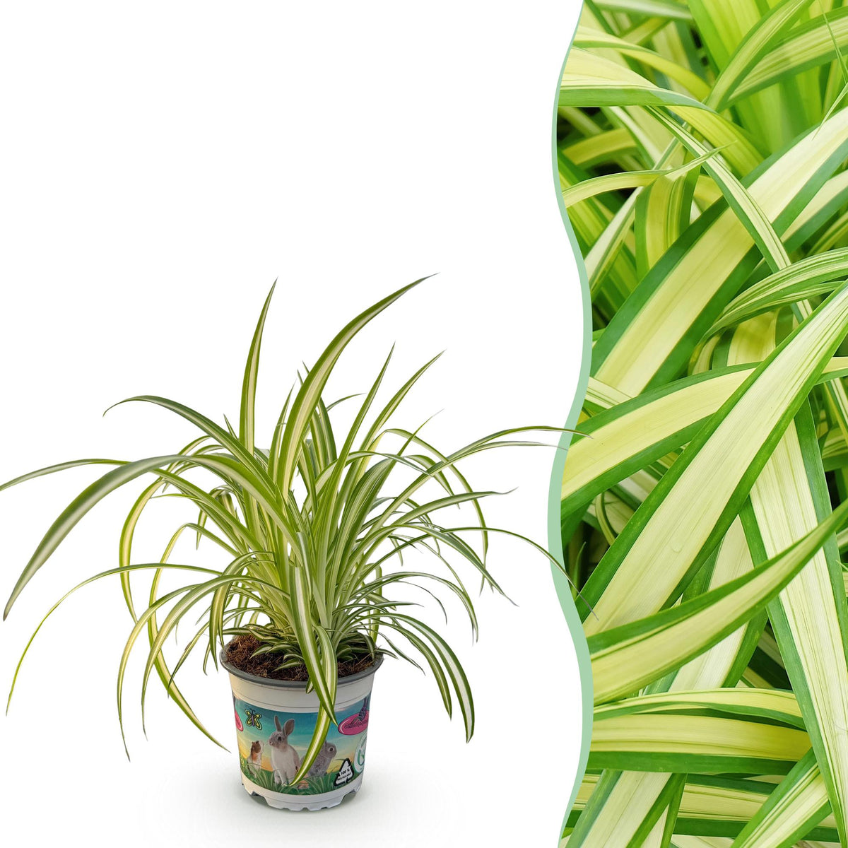 Chlorophytum comosum Variegatum - Bonte Graslelie, sterke plant
